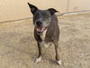 adoptable Dog in  named LA FONDA