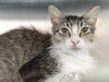 adoptable Cat in , AZ named SALLY