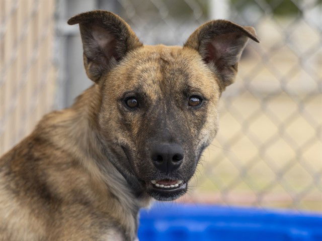 adoptable Dog in Phoenix, AZ named MALEFICENT