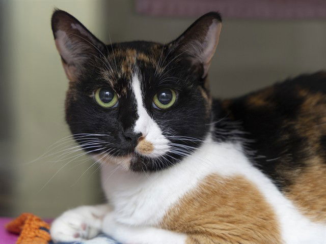 adoptable Cat in Phoenix, AZ named TINA