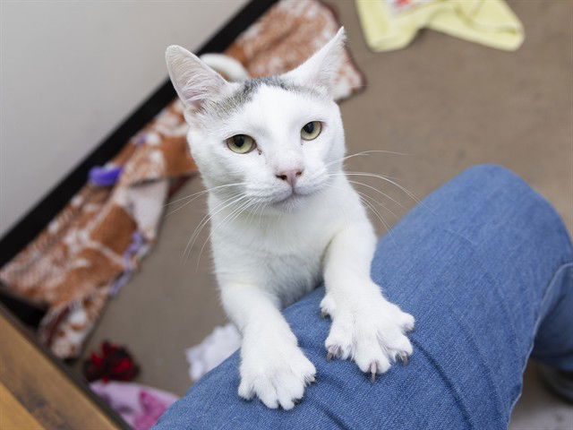 adoptable Cat in Phoenix, AZ named FROSTY