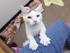 adoptable Cat in , AZ named FROSTY