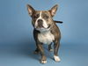 adoptable Dog in , AZ named ANNA