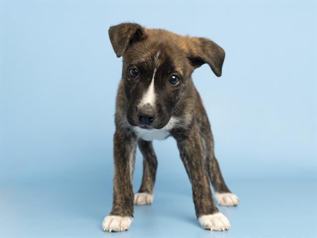 adoptable Dog in Phoenix, AZ named JIMMIE JOHNSON