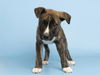 adoptable Dog in  named JIMMIE JOHNSON