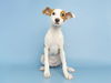 adoptable Dog in  named GLIMMER