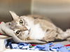 adoptable Cat in  named SILAS