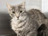 adoptable Cat in , AZ named GHOUL