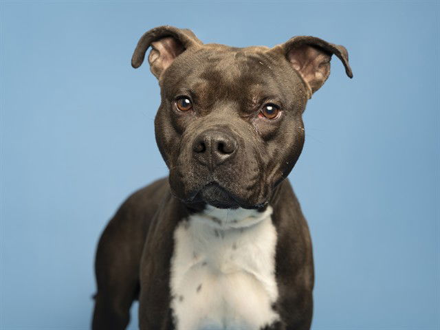 adoptable Dog in Phoenix, AZ named DEXTER