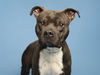adoptable Dog in  named DEXTER