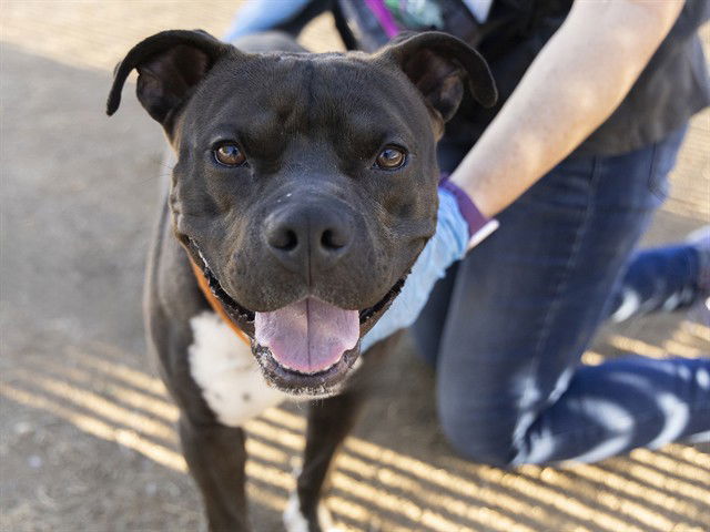 adoptable Dog in Phoenix, AZ named DEXTER