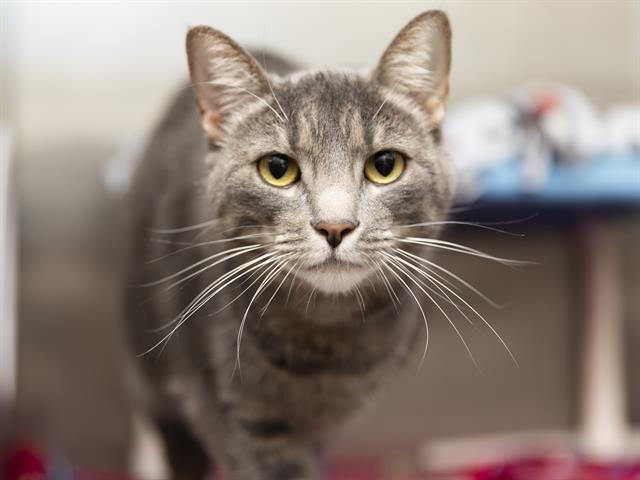 adoptable Cat in Phoenix, AZ named VIOLA