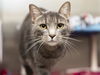 adoptable Cat in , AZ named VIOLA