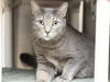 adoptable Cat in , AZ named SHASA