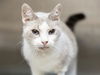adoptable Cat in  named TU-PIE