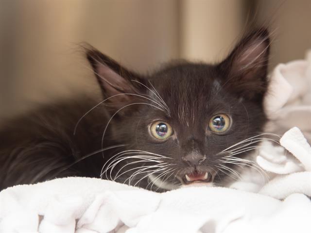adoptable Cat in Phoenix, AZ named CASH