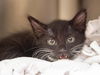 adoptable Cat in , AZ named CASH