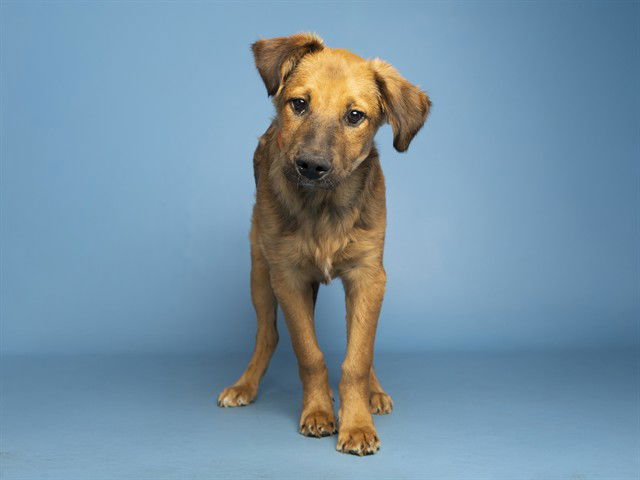 adoptable Dog in Phoenix, AZ named DARWIN