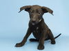 adoptable Dog in  named SLICK