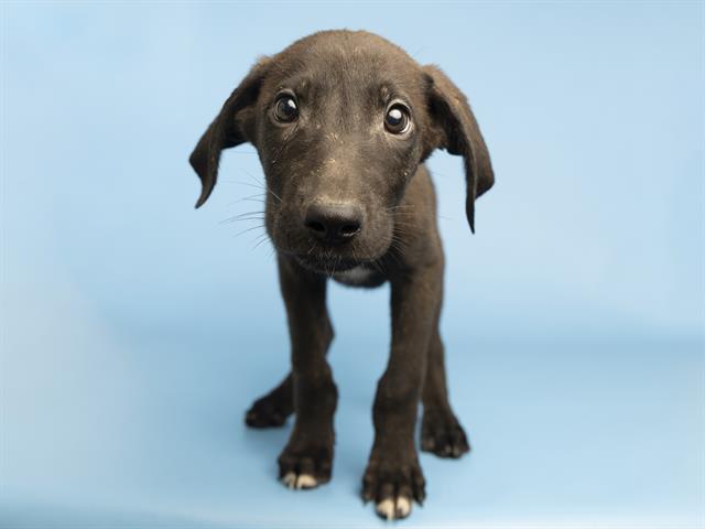adoptable Dog in Phoenix, AZ named ELECTRA