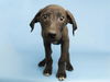 adoptable Dog in  named ELECTRA