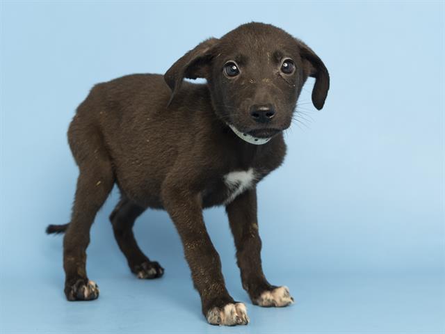 adoptable Dog in Phoenix, AZ named DINAH