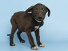 adoptable Dog in  named DINAH