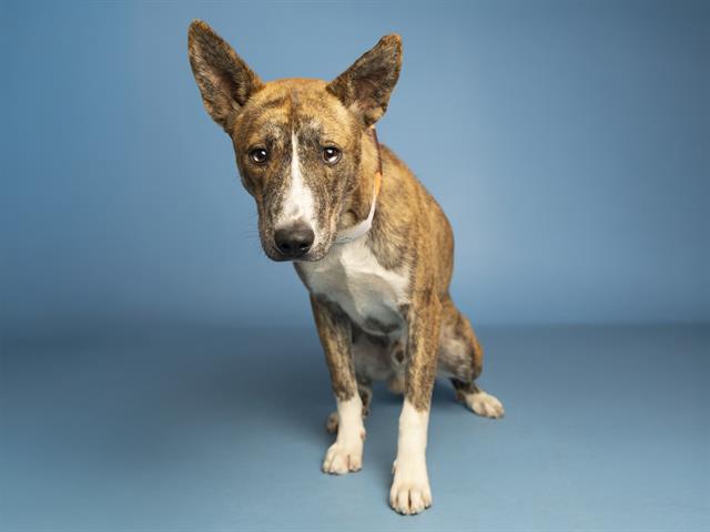 adoptable Dog in Phoenix, AZ named ROLO
