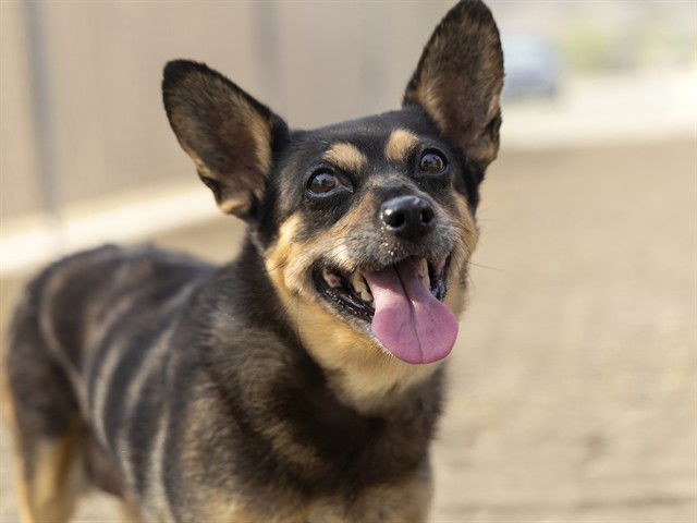 adoptable Dog in Phoenix, AZ named GOLDWATER
