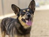 adoptable Dog in  named GOLDWATER