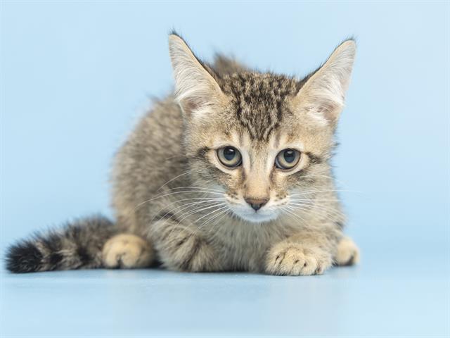 adoptable Cat in Phoenix, AZ named BILLY BOB