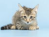 adoptable Cat in , AZ named BILLY BOB