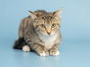 adoptable Cat in , AZ named WALNUT