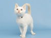 adoptable Cat in , AZ named ZAG