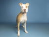adoptable Dog in  named BAILEY
