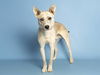 adoptable Dog in  named BOOM