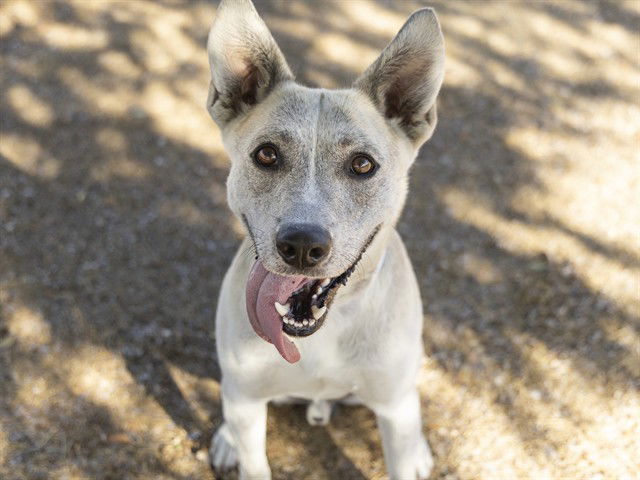 adoptable Dog in Phoenix, AZ named BOOM