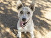 adoptable Dog in  named BOOM