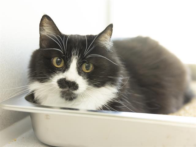 adoptable Cat in Phoenix, AZ named MIFFY