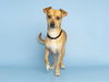 adoptable Dog in  named MR PICKLES