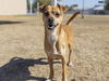 adoptable Dog in  named MR PICKLES