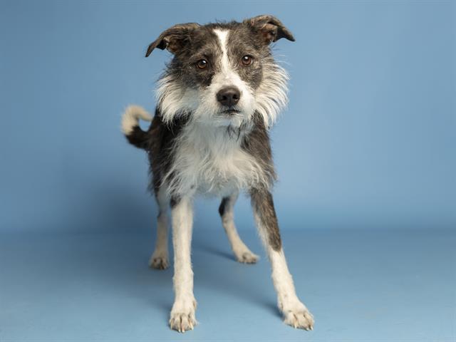 adoptable Dog in Phoenix, AZ named PEPPER