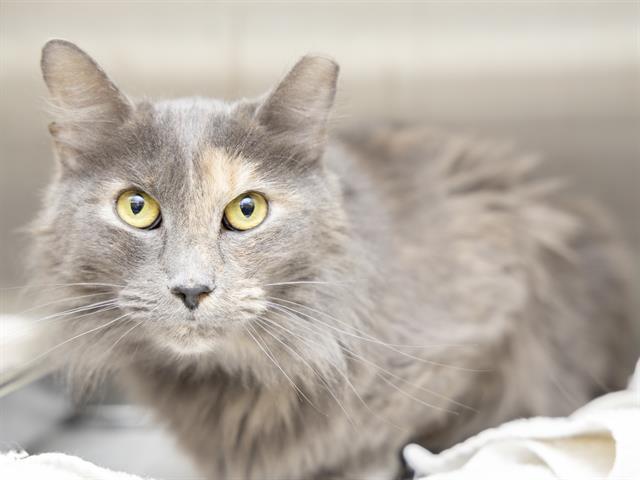 adoptable Cat in Phoenix, AZ named URSULA