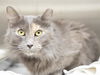 adoptable Cat in  named URSULA