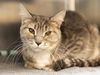 adoptable Cat in , AZ named MIMI