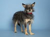 adoptable Dog in  named MR PUFF