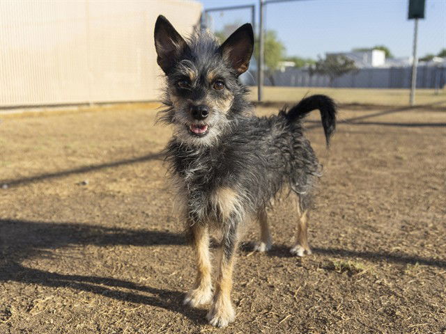 adoptable Dog in Phoenix, AZ named MR PUFF