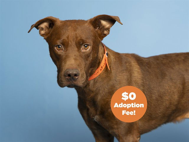 adoptable Dog in Phoenix, AZ named MAXIMUS