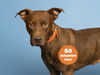 adoptable Dog in  named MAXIMUS