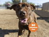 adoptable Dog in , AZ named MAXIMUS